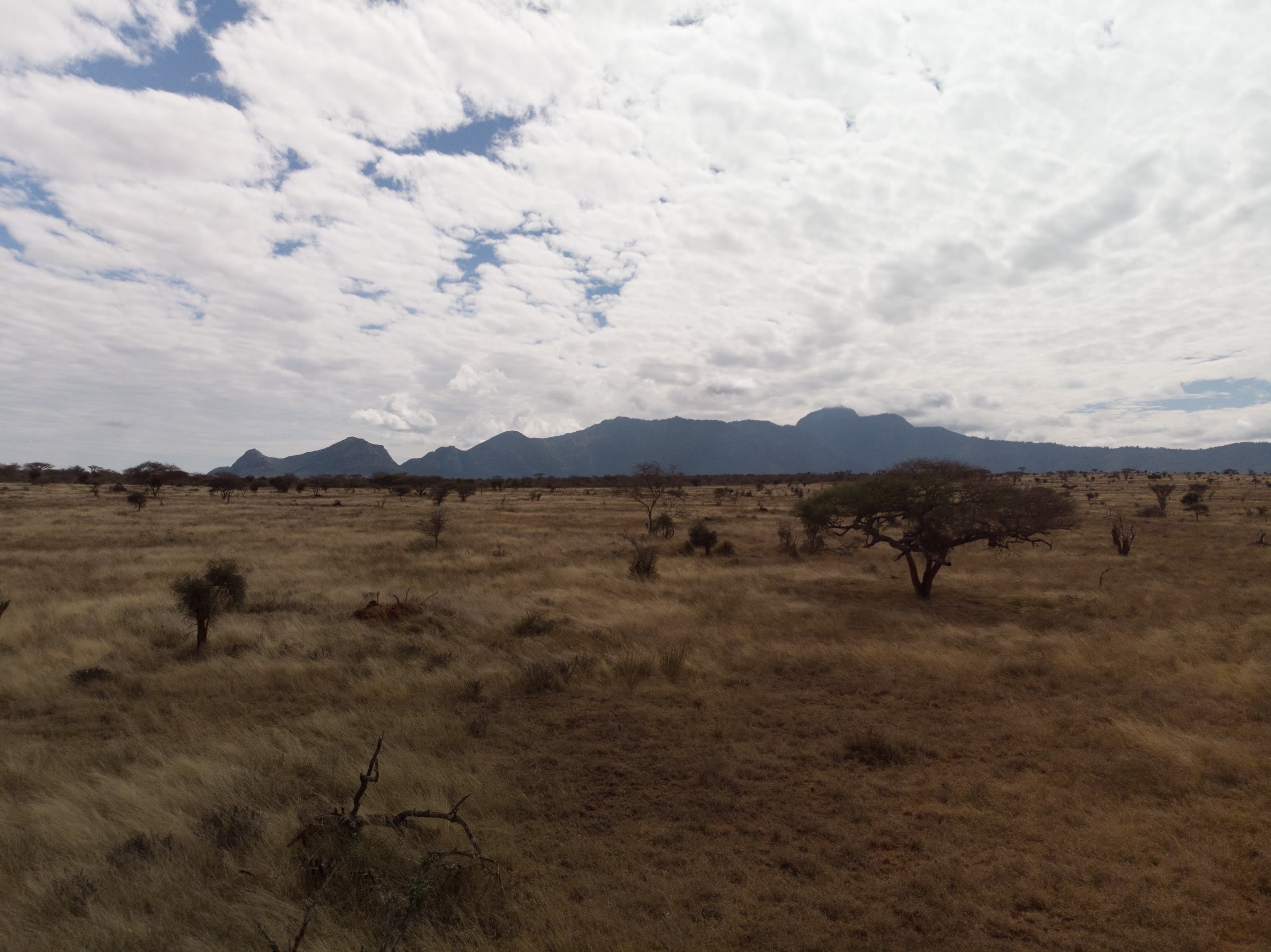 Savana secca di Tsavo West con le colline Taita all’orizzonte, sotto un cielo di nuvole alte.
